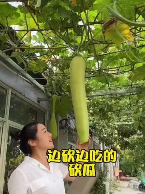 您吃過這種砍著吃的蔬菜嗎？