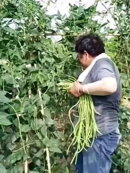 老農(nóng)的豆角與水產(chǎn) 記錄真實的鄉(xiāng)村生活，傳遞正能量